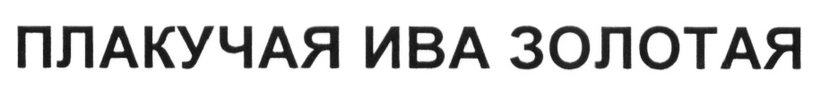 ПЛАКУЧАЯ ИВА ЗОЛОТАЯ