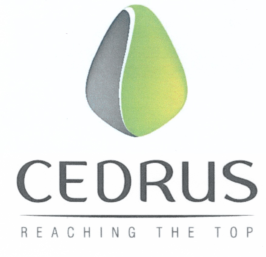 CEDRUS CEDRUS REACHING THE TOP