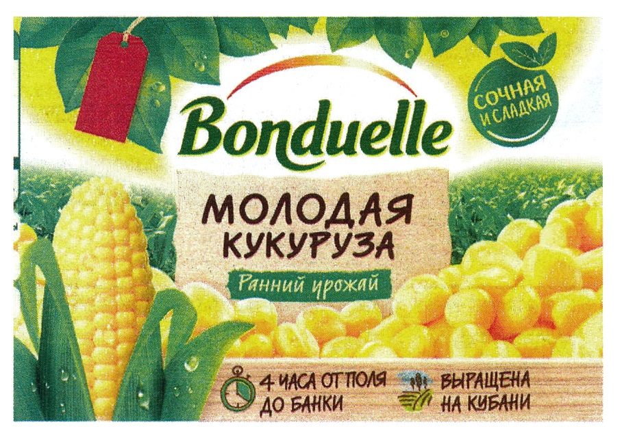 Кукуруза Бондюэль Купить Семена Для Посадки