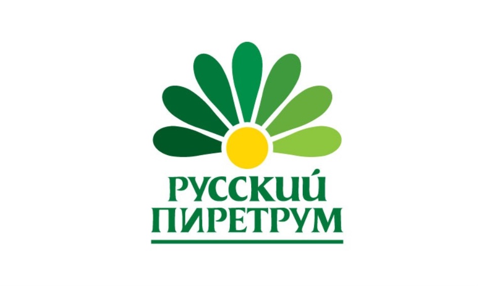 Ооо рус город. Пиретрум цветок. Пиретрум настойка цветка. Пиретрум цветок масло.