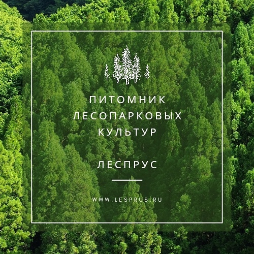 логотип ООО «ЛЕСПРУС» 1053902906947
