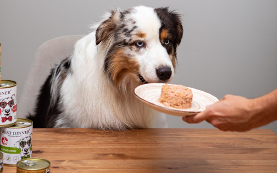 Забота о питании домашних животных: новые реалии современного мира
