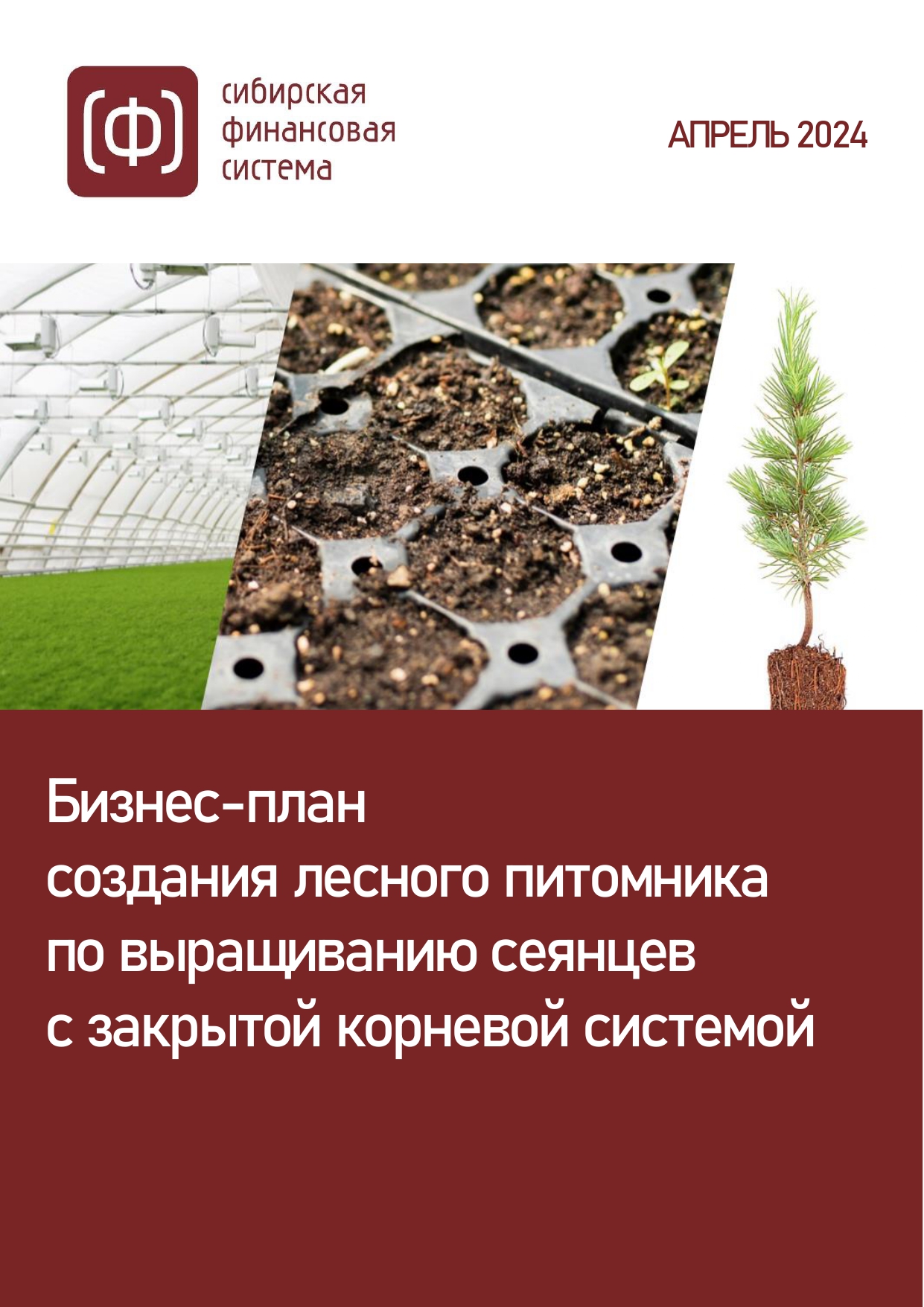 Бизнес-план создания лесного питомника по выращиванию сеянцев с закрытой  корневой системой (с фин. моделью) :: РБК Магазин исследований