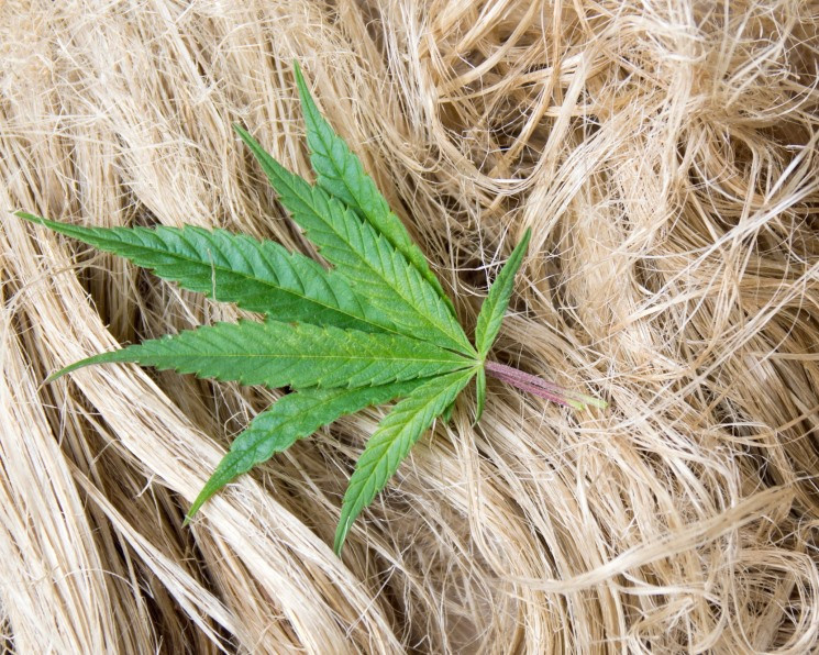 выращивание марихуаны рф